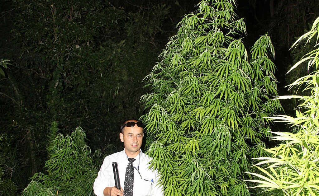 Detective Constable Jan Lichy with a marijuana crop of 43 plants ranging from 10cm to 3m, seized from a Kilkivan property. Other items were also seized including utensils and firearms and what was believed to be amphetamine. Detective Constable Jan Lichy with a marijuana crop of 43 plants ranging from 10cm to 3m, seized from a Kilkivan property. Other items were also seized including utensils and firearms and what was believed to be amphetamine.